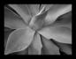 Agave, take 2