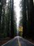 Avenue of the Giants