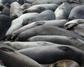 Elephant Seals