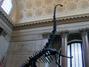 Musuem of Natural History
