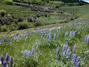 Lupine, Wyoming/Montana high country