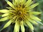 Prairie Flower