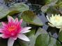 Water lilies, Great Mosque, Xi'an