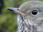 Hermit Thrush