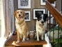 The happy pair: Freckles (left) and Sugar (right) wait on the landing before bolting through the door to chase coyotes. The happy pair: Freckles (left) and Sugar (right) wait on the landing before bolting through the door to chase coyotes.