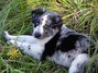 Sugar as a pup (about 10 weeks old). Sugar's mother was a proper Old Time Farm Shepherd; her daddy was a philandering Aussie/Heeler cross with a gleam in his eye and a bounce in his step. Sugar inherited more than her looks from her daddy.