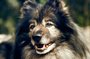 Hans, the Keeshond. He was our dog in the '70s. A world traveler, he went with us throughout Europe. A pussycat in person, he was a snarling demon behind glass. Nobody messed with our van when Hans was on guard. Hans, the Keeshond. He was our dog in the '70s. A world traveler, he went with us throughout Europe. A pussycat in person, he was a snarling demon behind glass. Nobody messed with our van when Hans was on guard.