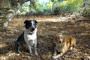 Sisters. Sugar (left) at 15 months; her half-sister, Freckles (right) at 10 months. Under the oaks and waiting for me to come up with something interesting. Sisters. Sugar (left) at 15 months; her half-sister, Freckles (right) at 10 months. Under the oaks and waiting for me to come up with something interesting.