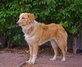 Freckles, who joined our family at the age of 10 months. She may be the sweetest dog on the planet, but who am I to judge? Freckles, who joined our family at the age of 10 months. She may be the sweetest dog on the planet, but who am I to judge?
