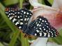 Butterfly on Orchid