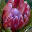 Protea, UCSC Arboretum.