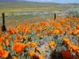 Poppies, Antelope Valley, California