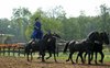 Bareback Riding